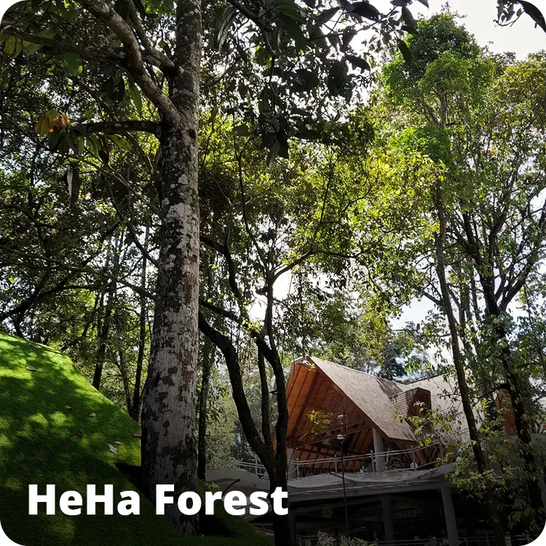 HeHa Forest