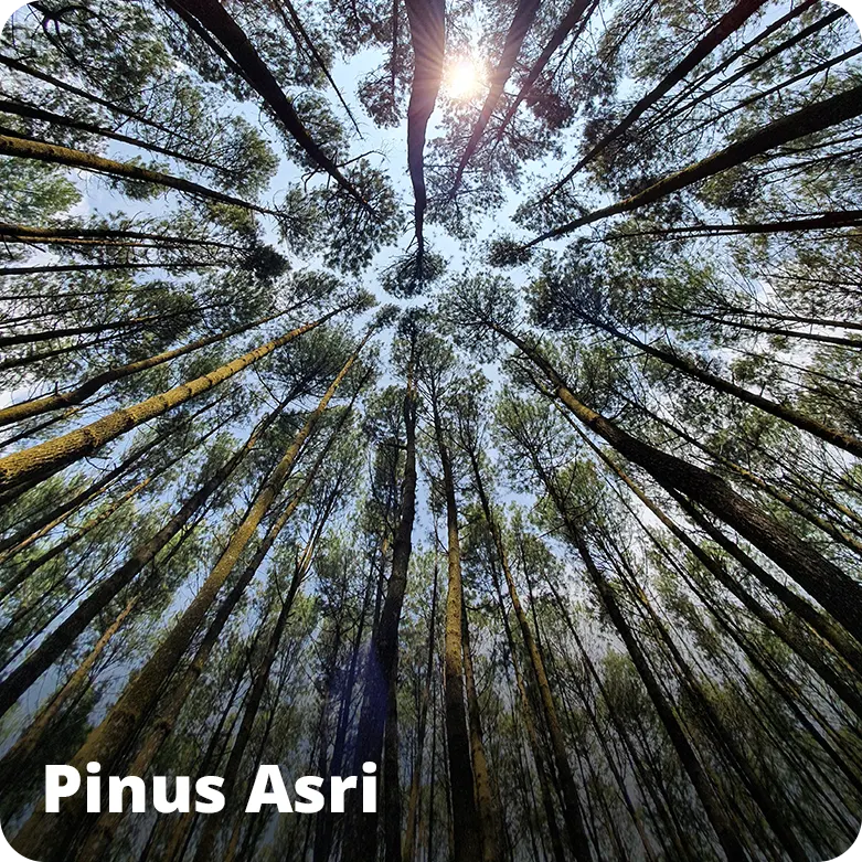 Pinus Asri